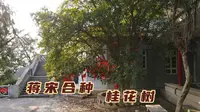 西安常宁宫，蒋介石与宋美龄亲手合植的桂花树，80年后是什么样子