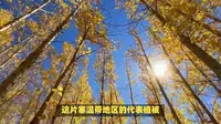 新生鄂伦春民俗旅游景区：探秘北方游猎第一乡