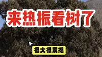 来热振寺附近看树了，终于见到了神秘的百香籽“故乡”
