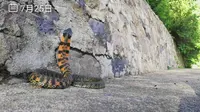 北京百花山保护区 - 虎斑颈槽蛇警告姿势