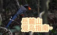 【长沙观鸟】岳麓山观鸟攻略——常规路线