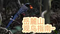 【长沙观鸟】岳麓山观鸟攻略——常规路线