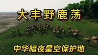 大丰野鹿荡视频