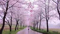 “花都开好了”——涪陵大木花谷景区