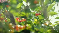 行走河南·读懂中国 | 郑州樱桃沟第十七届樱桃文化节，将于5月7日盛大开幕！五月将樱您绽放，七日会桃您欢喜！