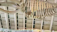 中国科学院动物研究所国家动物博物馆