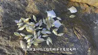深圳东涌海钓攻略，狂拉泥猛大眼鲳，公交直达的宝藏钓点