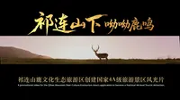 「4K60P」祁连山鹿文化生态旅游区