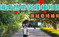 海南兴隆热带植物园，探秘奇特植物