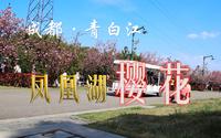 青白江凤凰湖的樱花盛开了