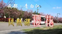 青白江凤凰湖的樱花盛开了