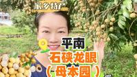 本期视频去平南大新石硖龙眼母本园了解石硖龙眼的前世今生。
