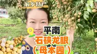 本期视频去平南大新石硖龙眼母本园了解石硖龙眼的前世今生。