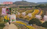 【花重锦官】成都新津  花舞人间~人舞花间，好多郁金香的哦 嘿嘿~