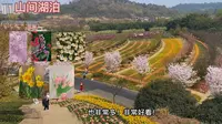 【花重锦官】成都新津  花舞人间~人舞花间，好多郁金香的哦 嘿嘿~