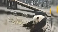 半小时逛完岳阳中华大熊猫苑的九个熊猫馆，剩下半小时走路等观光车