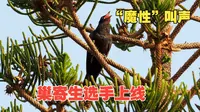 聪摄自然｜广州烈士陵园第一声噪鹃叫！春天的巢寄生选手上线了