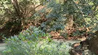 坝美世外桃源景区