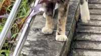 曼贺纳自然村寨