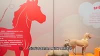 【2026 】青岛市博物馆|骐骥王国——丙午马年生肖童趣展（山东 ·青岛 ）【云游直播回放】-溜达搬运