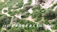 【考古人的实习Vlog】2020年西藏拉萨曲贡遗址之每天都在和基岩斗智斗勇