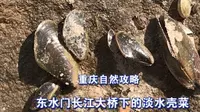 重庆自然攻略，东水门长江大桥下的淡水壳菜