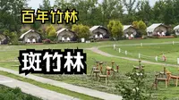 160余年历史的竹林-斑竹林