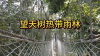 中国唯一被世界公认的热带雨林--西双版纳勐腊望天树景区，悬空的树冠走廊非常刺激