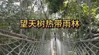 中国唯一被世界公认的热带雨林--西双版纳勐腊望天树景区，悬空的树冠走廊非常刺激