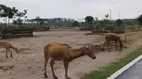 中华麋鹿园