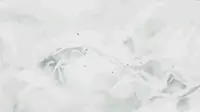 探秘古猗园之奥秘