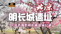 【4K60帧】Citywalk 北京东便门明城墙遗址公园，漫步在花海中沉浸式感受春天的气息