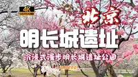 【4K60帧】Citywalk 北京东便门明城墙遗址公园，漫步在花海中沉浸式感受春天的气息