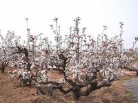 潍坊昌邑市饮马镇：博陆山下的千年梨王