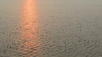 冬季的涨渡湖满湖的野鸭，太壮观了！