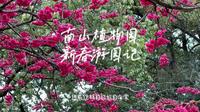 重庆南山植物园春日实拍，樱花盛放，山茶与海棠开得正好，郁金香含苞待放。满园春色扑面而来，每一帧都是春天的浪漫。