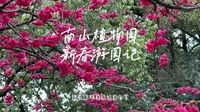 重庆南山植物园春日实拍，樱花盛放，山茶与海棠开得正好，郁金香含苞待放。满园春色扑面而来，每一帧都是春天的浪漫。