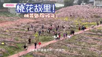 【花重锦官】成都龙泉 桃花故里~~2024.3.16桃花还没咋开，可以再等一周~~