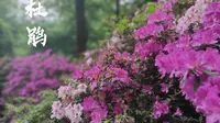 桂林植物园  春梦