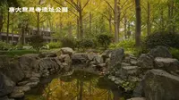 唐大慈恩寺遗址公园 银杏林
