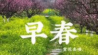 房车旅行，驻车凤凰沟，江西早春赏花去处，梅花樱花玉兰花山茶花花花~
