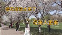 实拍石家庄石津灌区文化公园，樱花绽放简直太美了，打卡好去处！