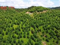 歇马举人村祖地醉翁凭栏（下）#自然山水#自由航拍#