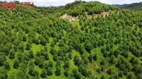 歇马举人村祖地醉翁凭栏（下）#自然山水#自由航拍#