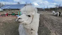 AI古法剪辑Vlog第三集-伊春上甘岭溪水森林公园