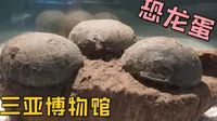 【三亚博物馆】中国最南端的自然博物馆，有恐龙蛋和恐龙化石