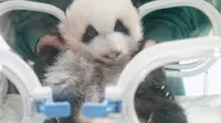 【大熊猫】重庆动物园2019年四喜丸子亮相