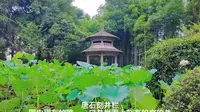 美音溧阳，凤凰公园，饱经沧桑，用两部手机记录小城大故事第三集