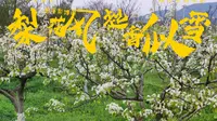 梨花风起(苍溪梨博园)