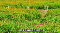 浪漫紫海香堤，邂逅密云之美 —— 北京紫海香堤艺术小镇旅游攻略